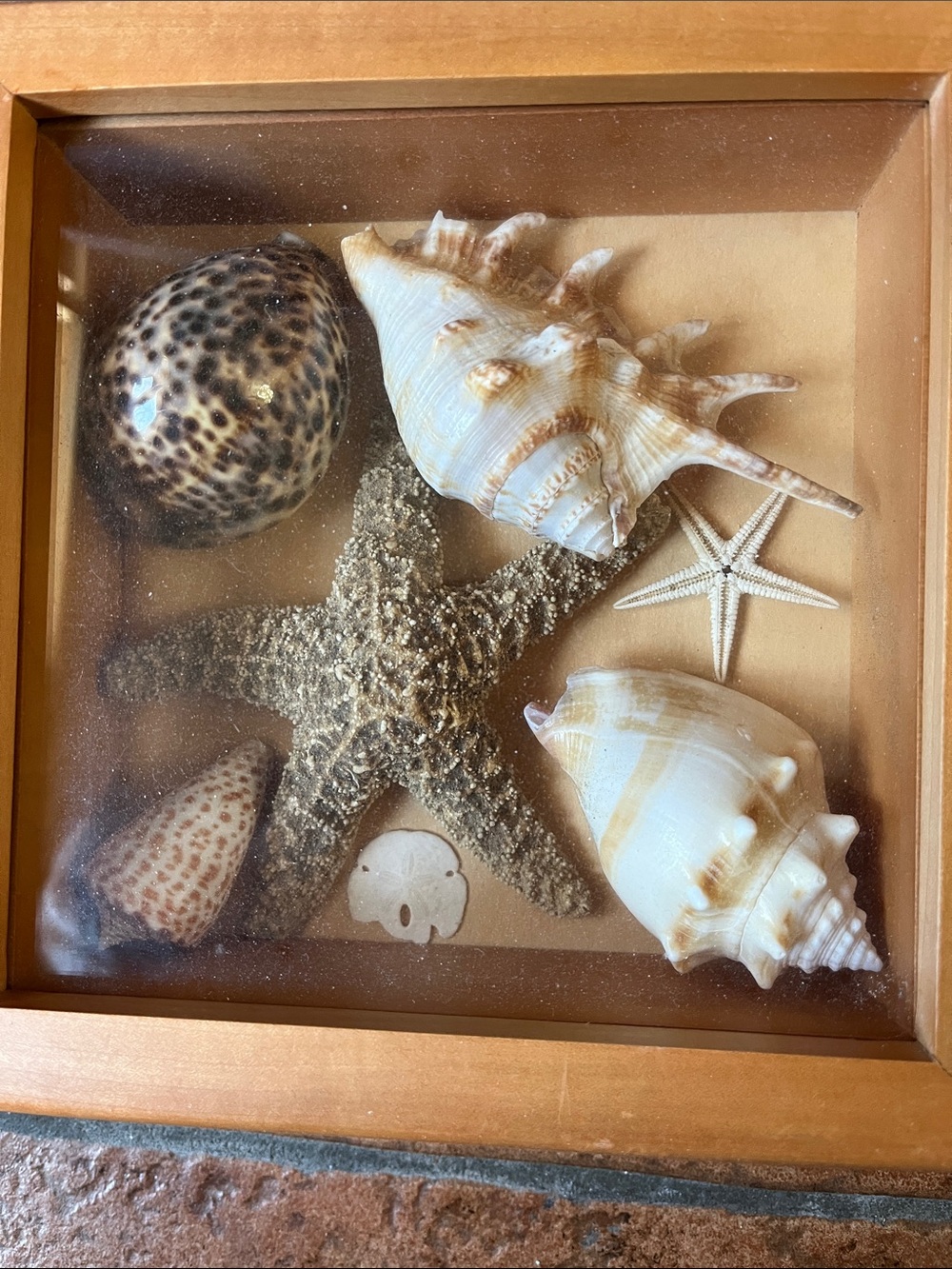 Framed Seashell and Starfish Decor